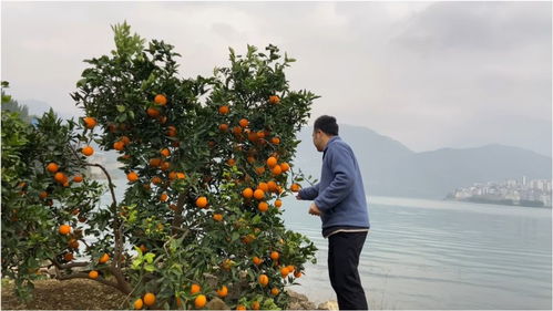 冬日奉节 长江之畔脐橙香，根号二里的甜蜜与遐想