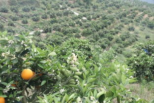 奉节脐橙花果同树奇景引客来，果农笑称“这是根号二奉节的甜蜜”