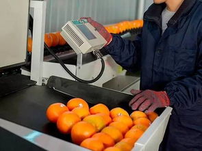 奉节脐橙 味蕾的甘甜，山城的美丽密码