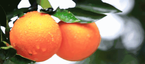 福利来袭！1000斤奉节脐橙免费送，包邮到家，快来领取！